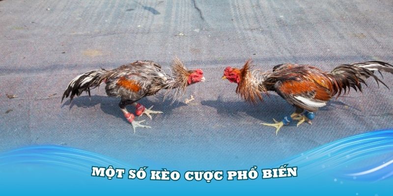 Một số kèo cược phổ biến nhất tại sảnh đá gà TP88