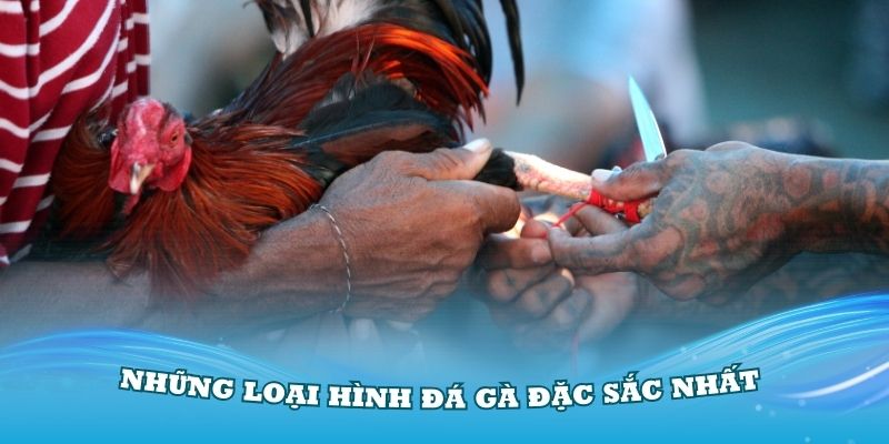 Những loại hình đá gà đặc sắc nhất bạn nên tham gia